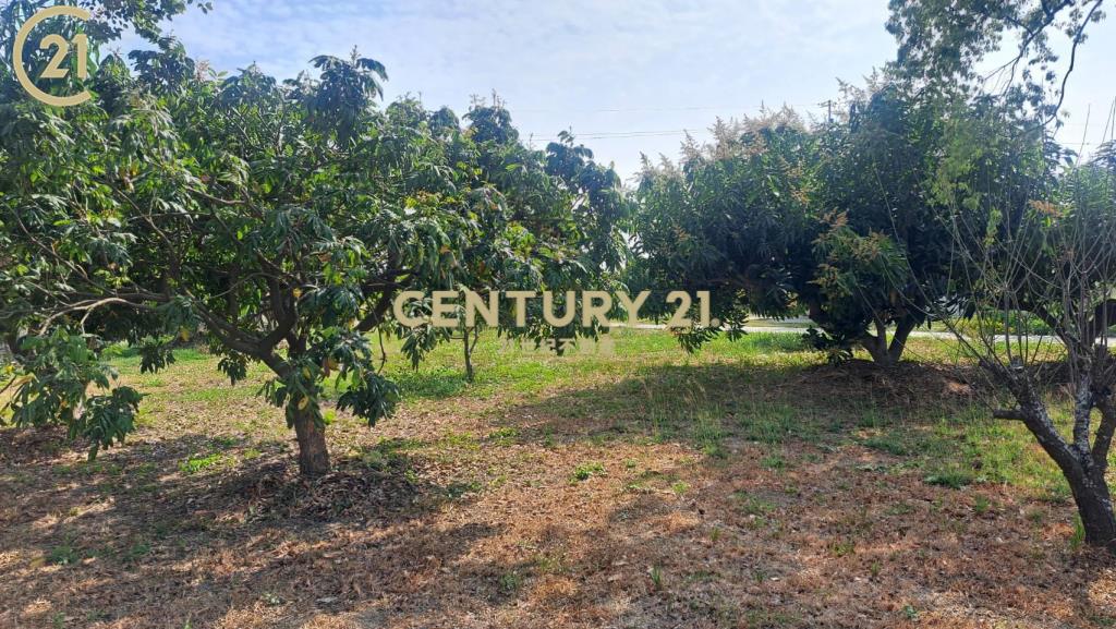 善化農地送樂活泡茶小農舍