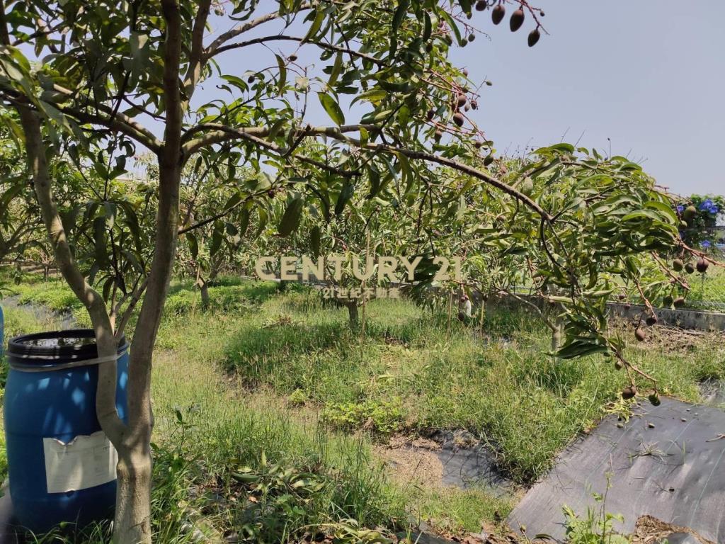 南科旁增值果園