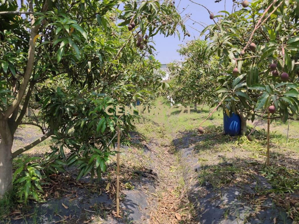 南科旁增值果園