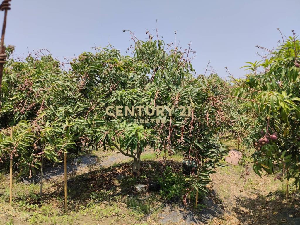 南科旁增值果園