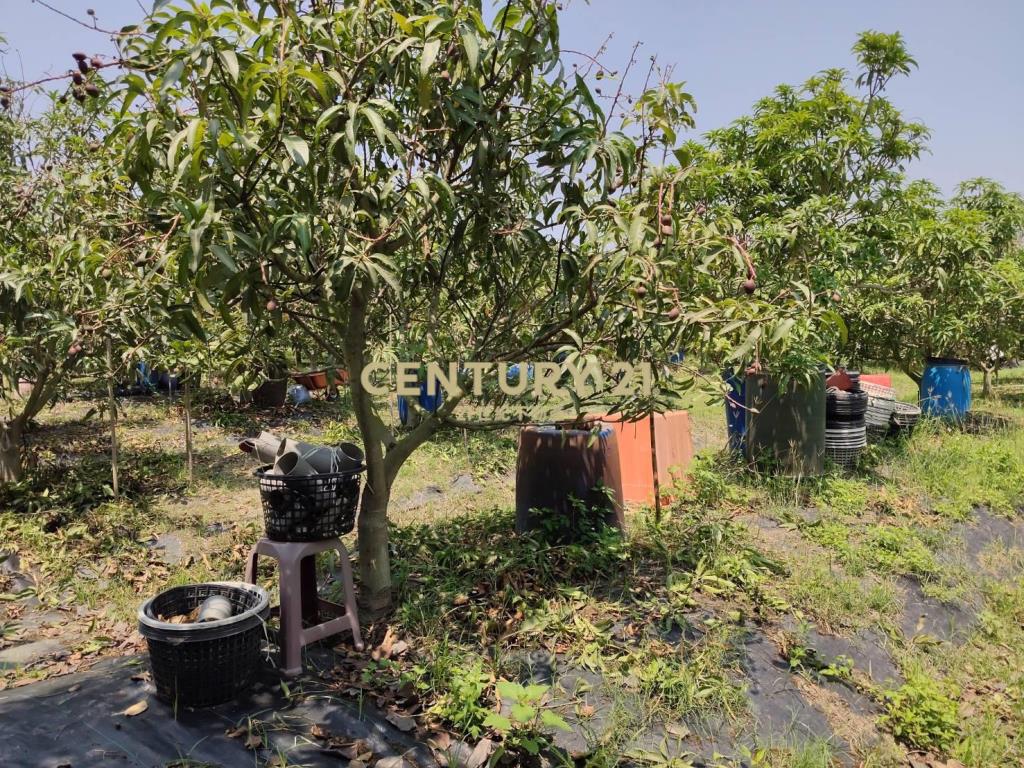 南科旁增值果園