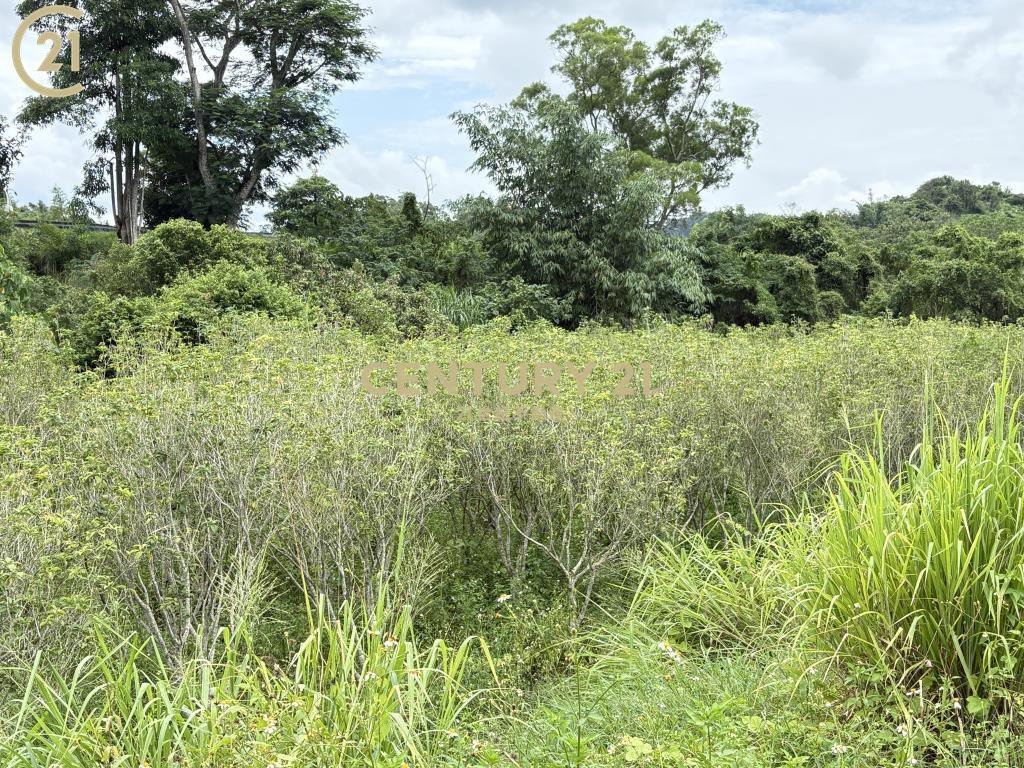 東山一般農地桂花園