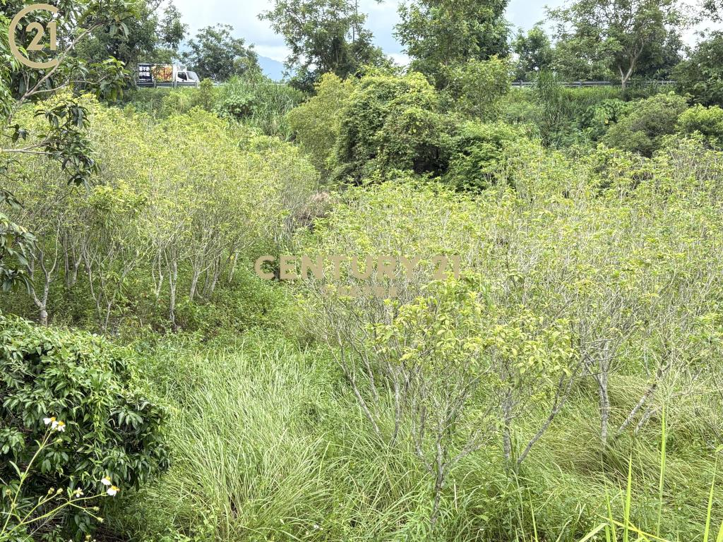 東山一般農地桂花園