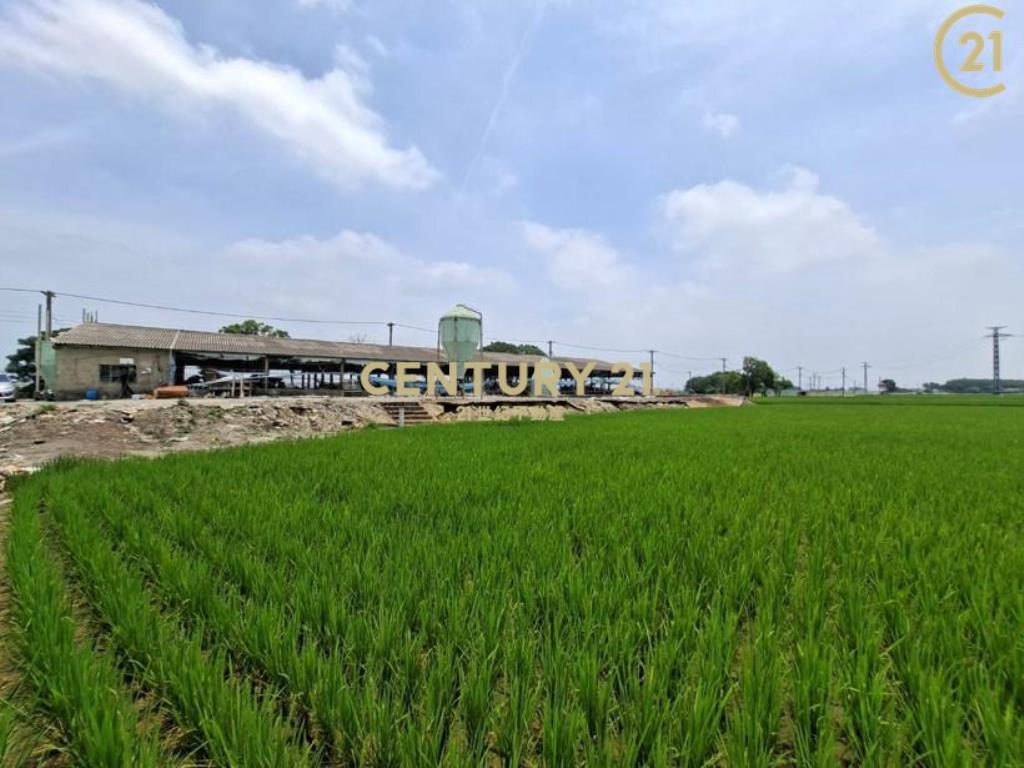 崙背東興國小農地