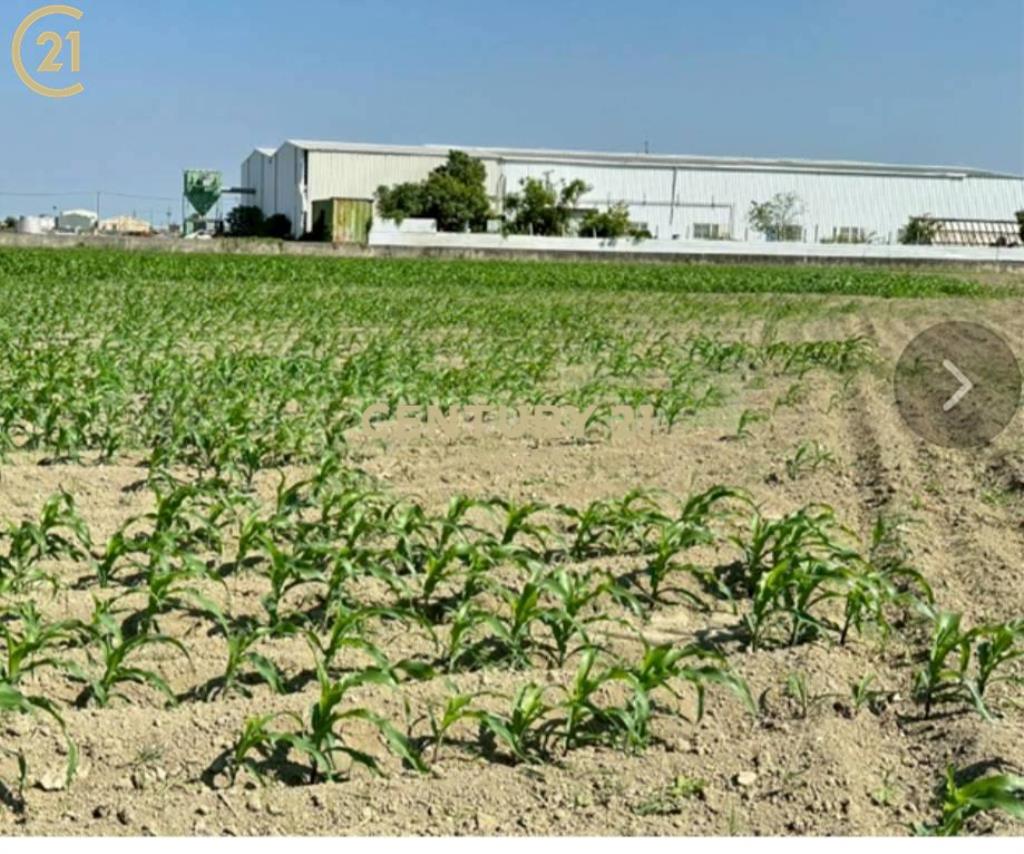 學甲區低總價美農地