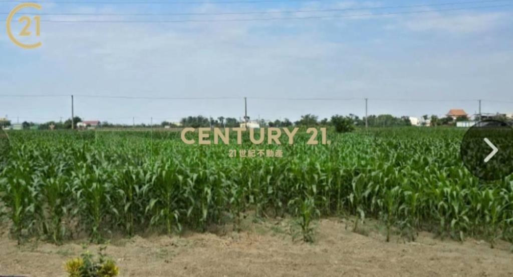 學甲區低總價美農地