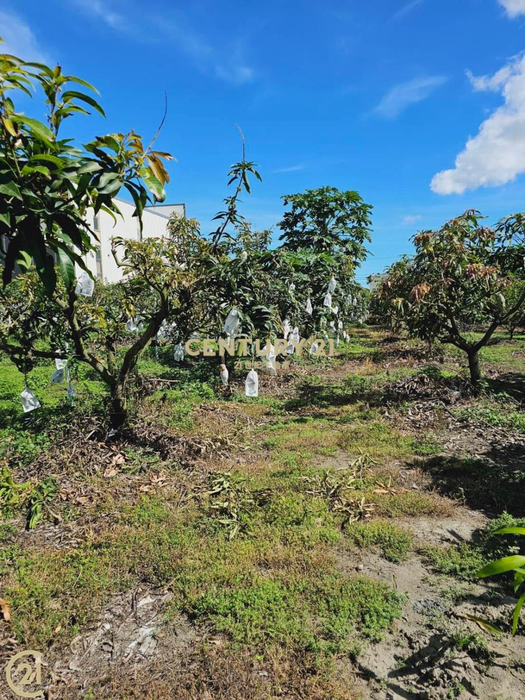 大寮會結營區農地