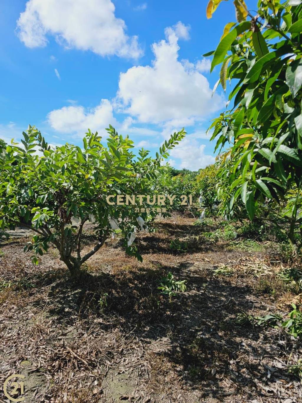 大寮會結營區農地