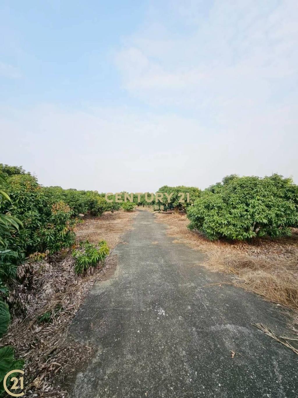 大樹溪埔國小附近優質農地