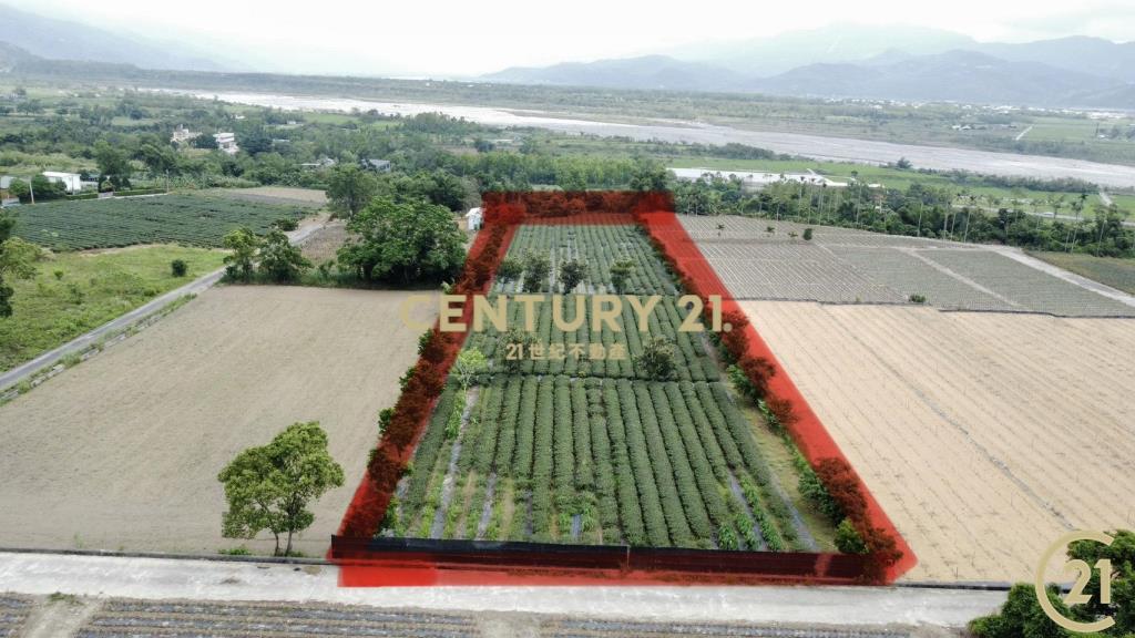 有機茶園方正農地