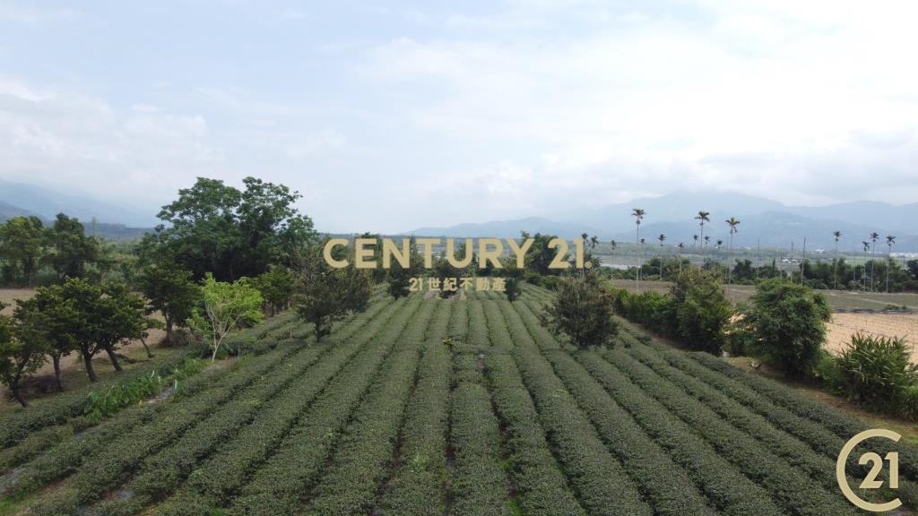 有機茶園方正農地