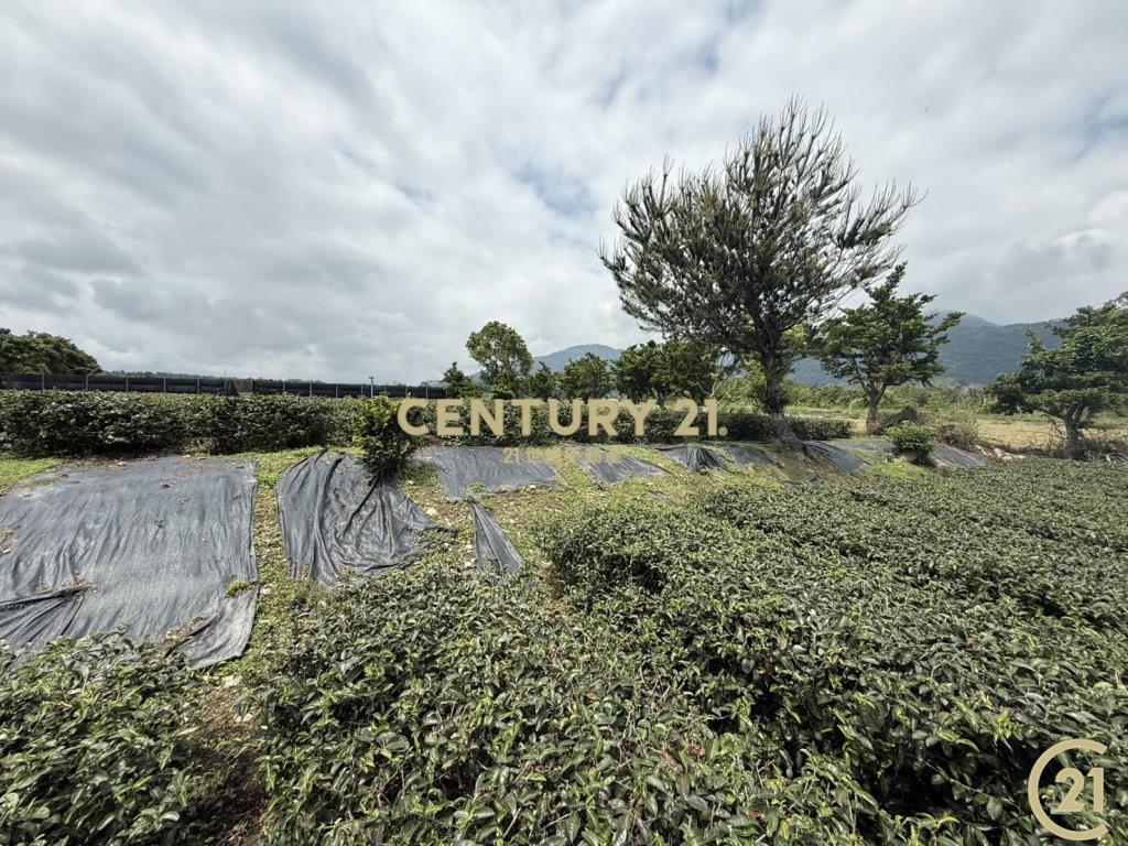 有機茶園方正農地