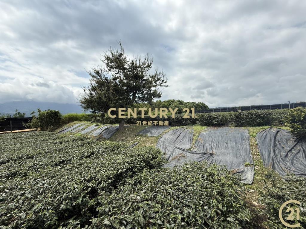 有機茶園方正農地