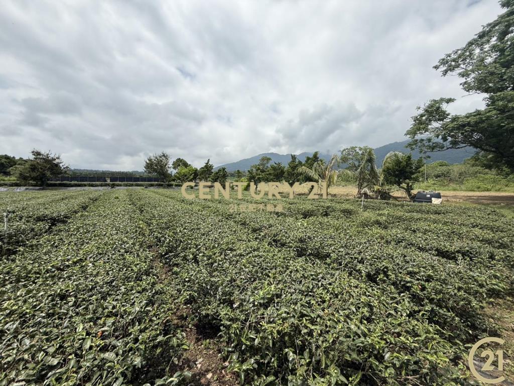 有機茶園方正農地