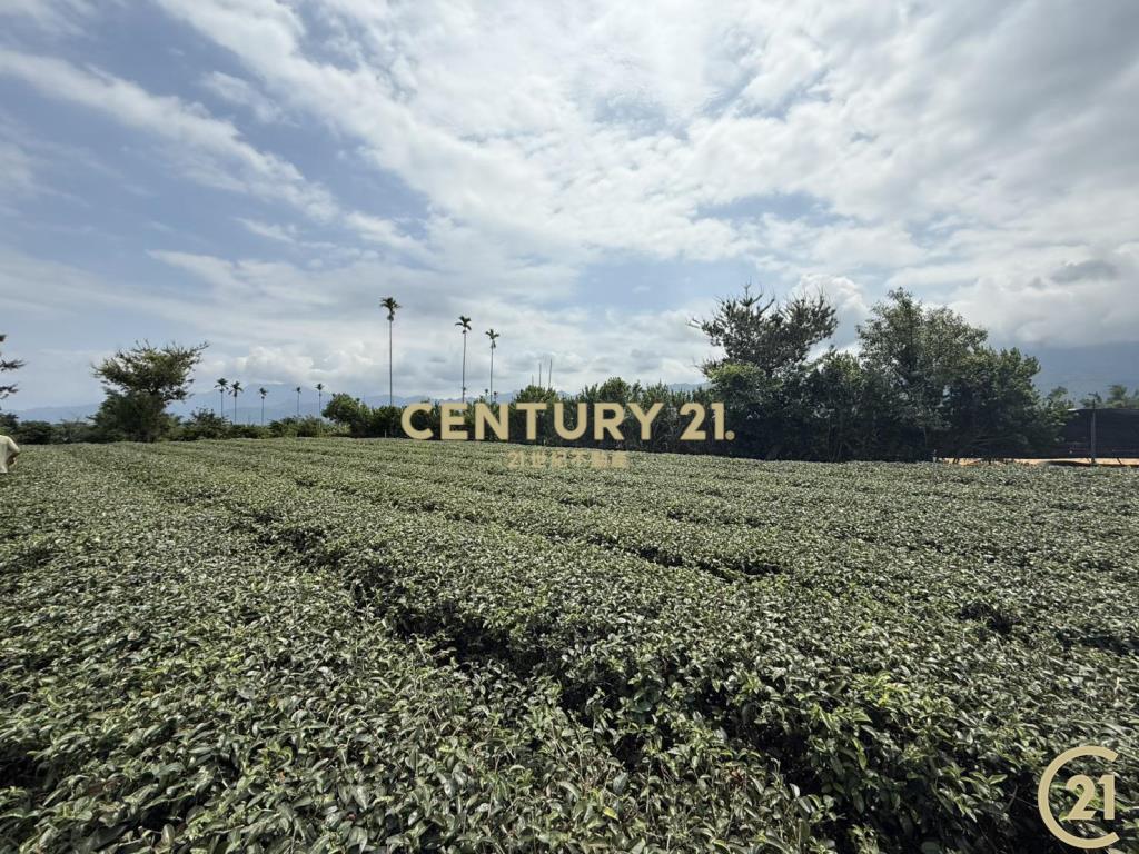 有機茶園方正農地