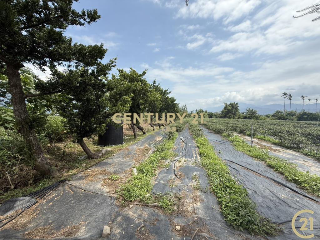 有機茶園方正農地