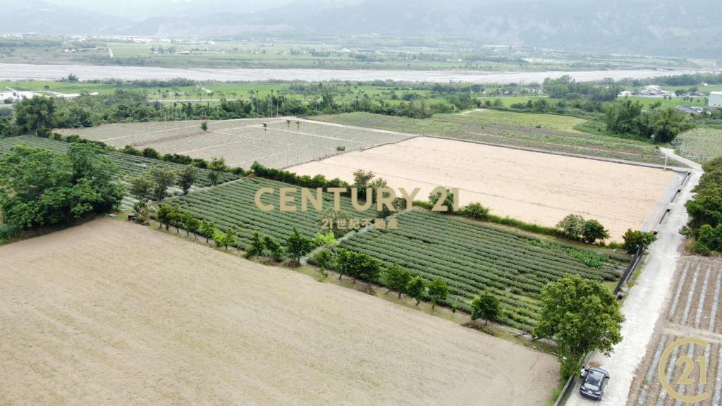 有機茶園方正農地