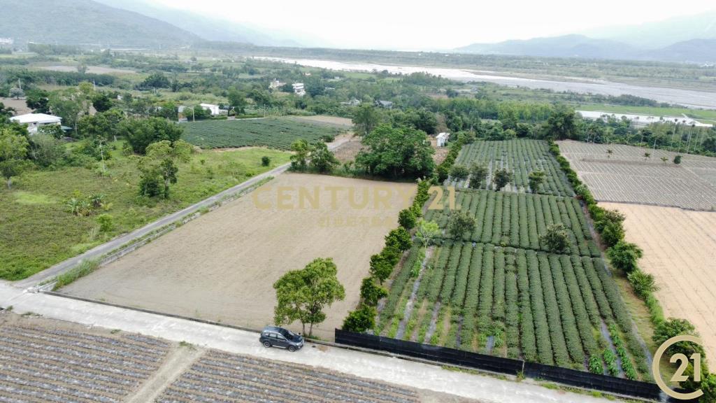 有機茶園方正農地