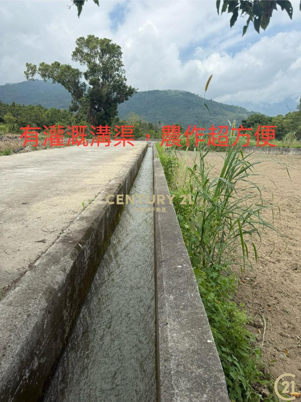 有機茶園方正農地