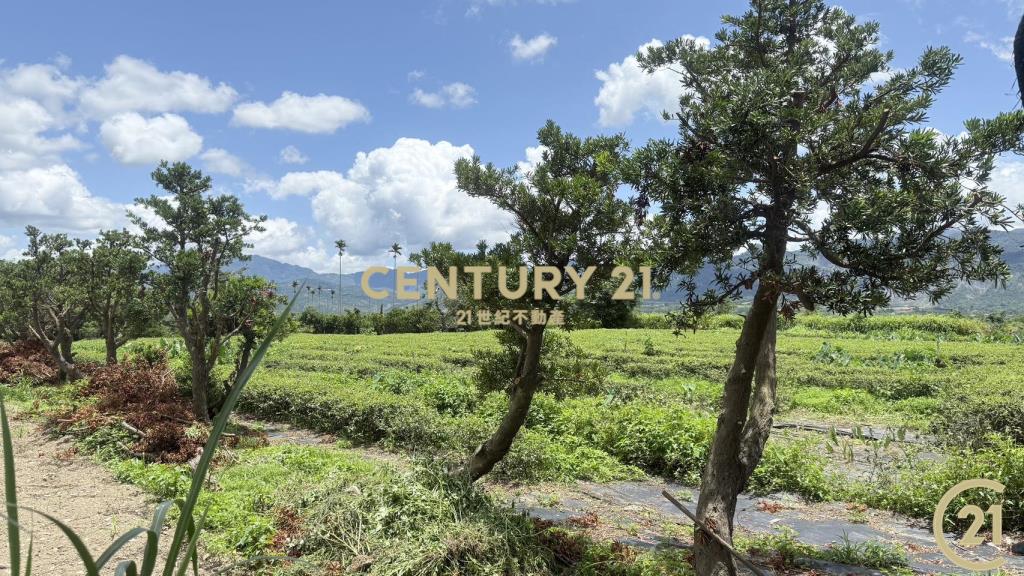 有機茶園方正農地