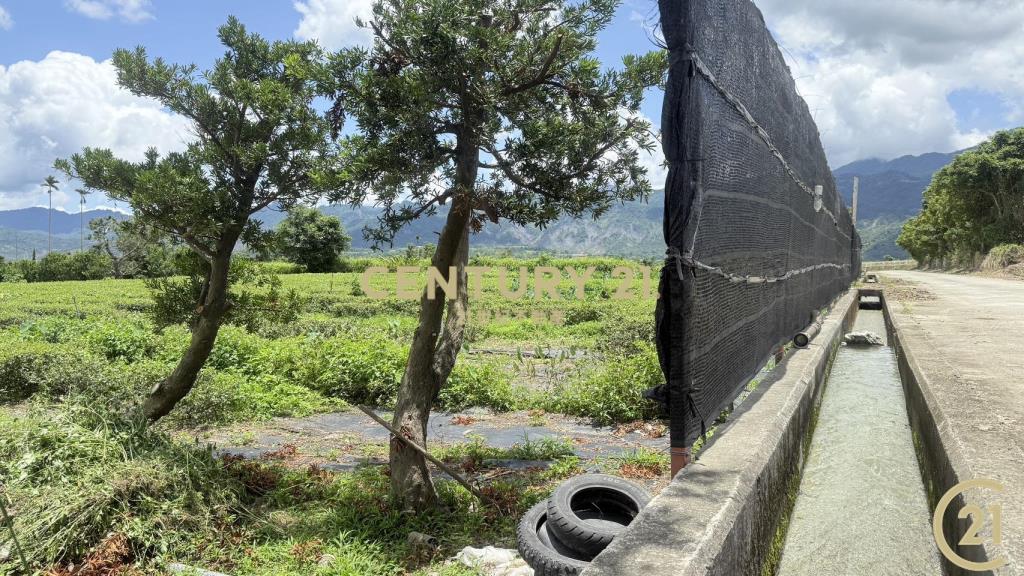 有機茶園方正農地