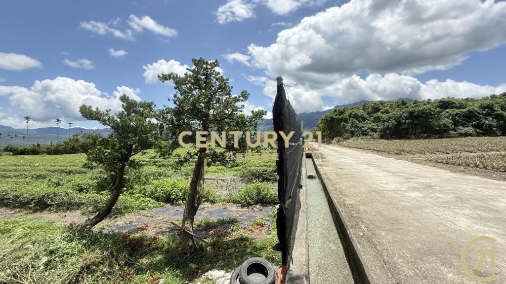 有機茶園方正農地