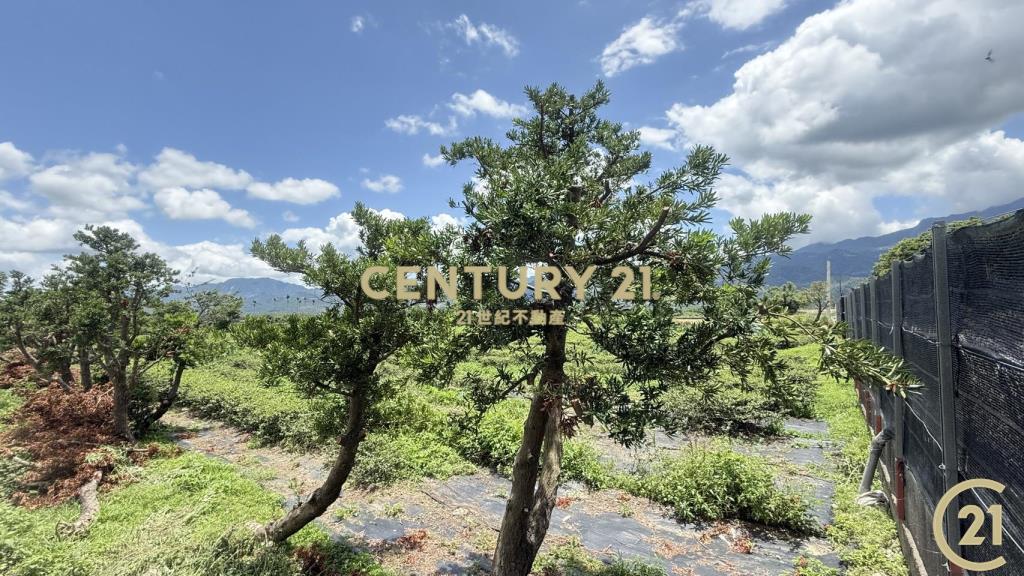 有機茶園方正農地