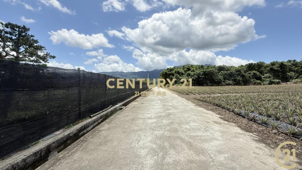 有機茶園方正農地