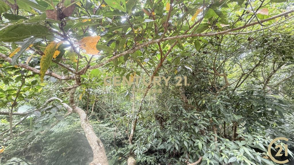 樂山大面積投資農地