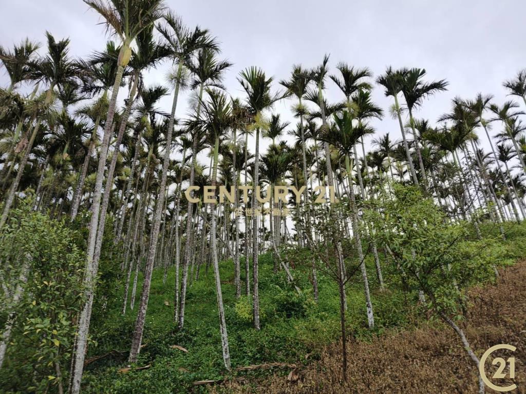 紅葉檳榔園原保農地