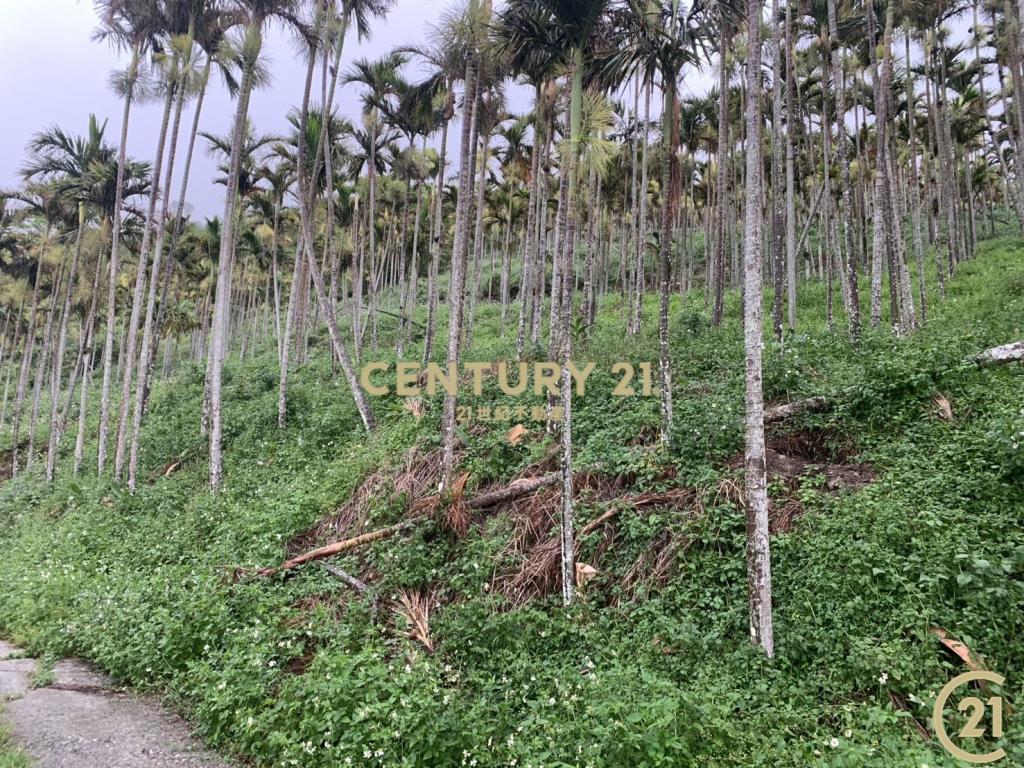 紅葉檳榔園原保農地