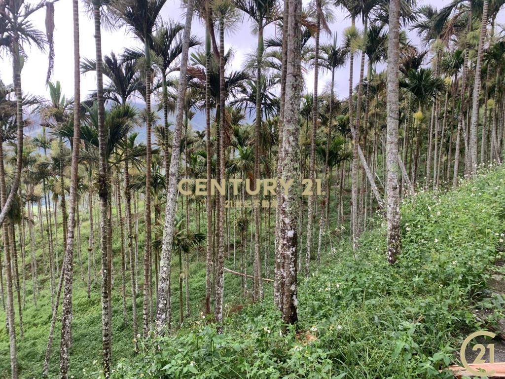 紅葉檳榔園原保農地