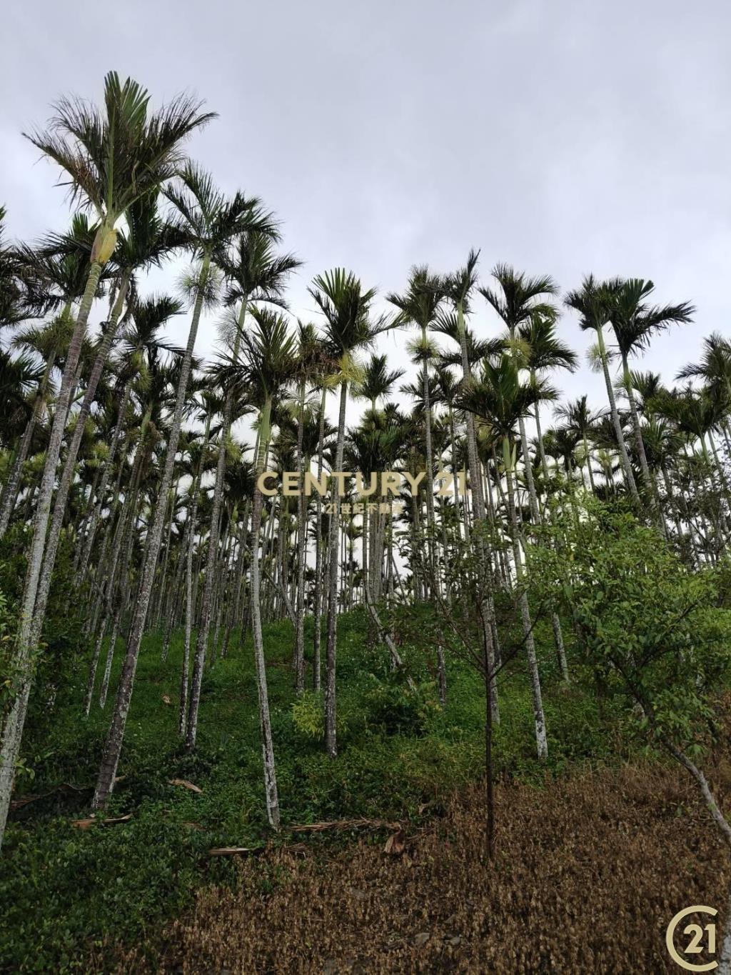 紅葉檳榔園原保農地