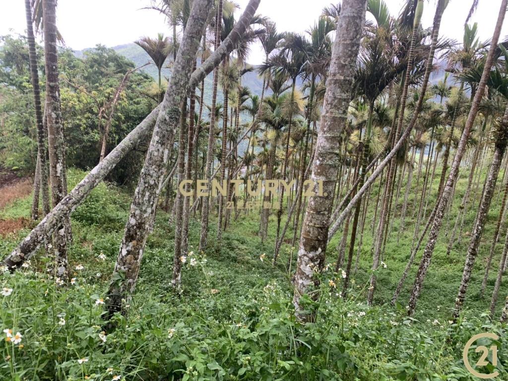 紅葉檳榔園原保農地