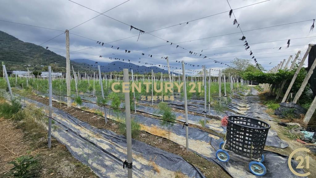 利嘉1甲1大面寬農地