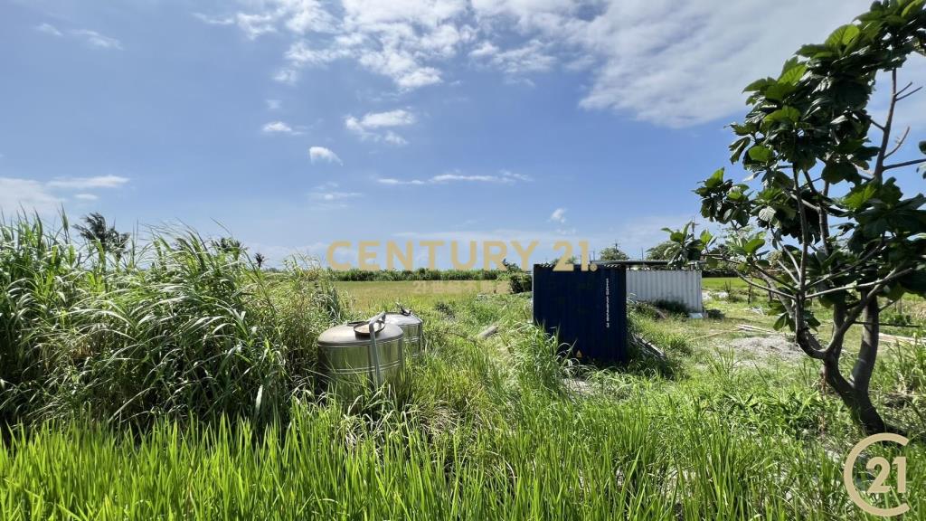 豐源橋農地