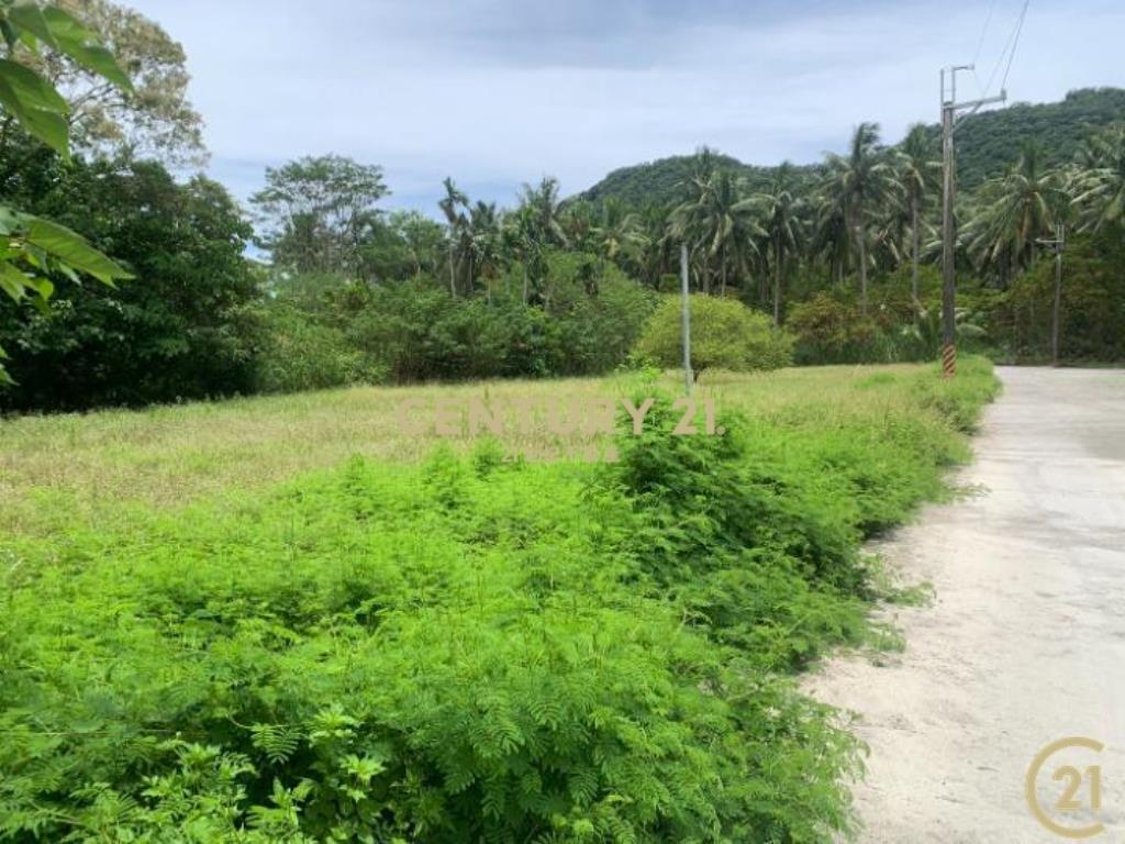 大武愛國蒲教會旁原保便宜農地