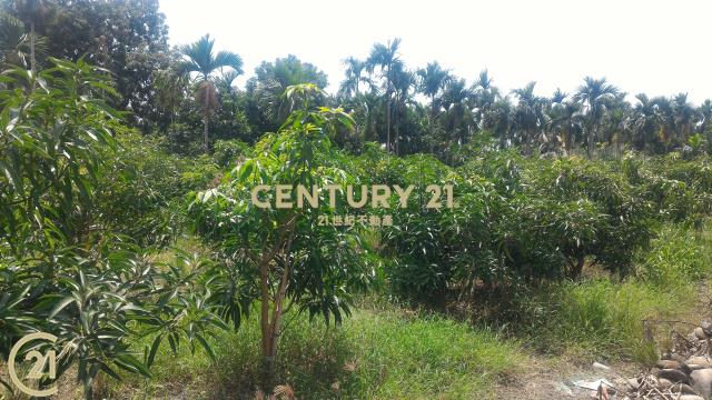 屏東高樹環山優農地