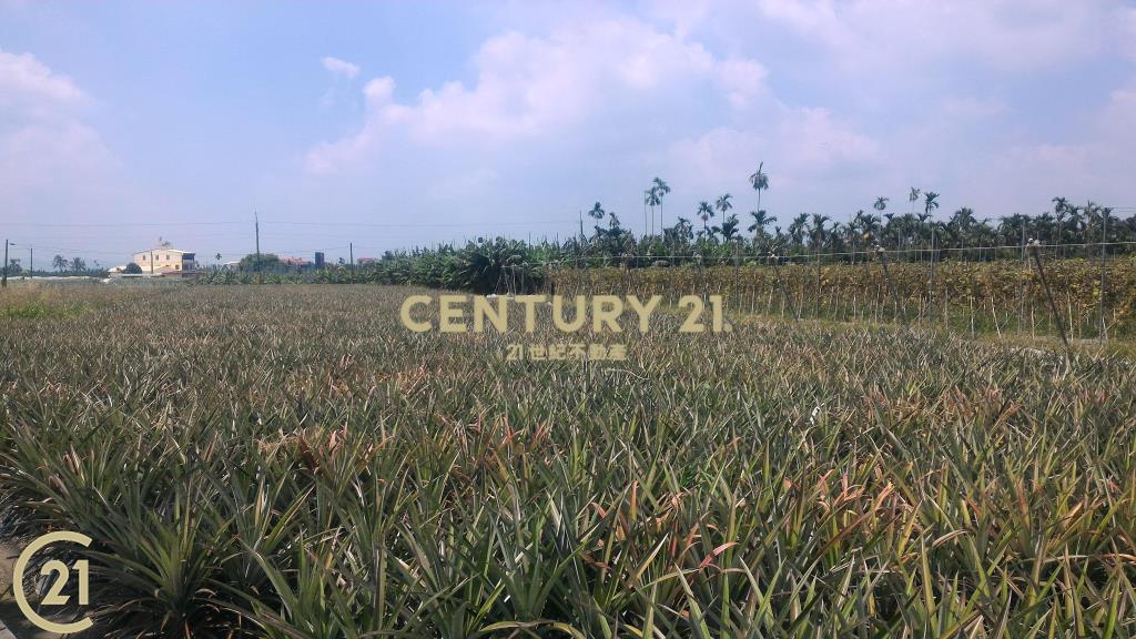 屏東高樹環山優農地