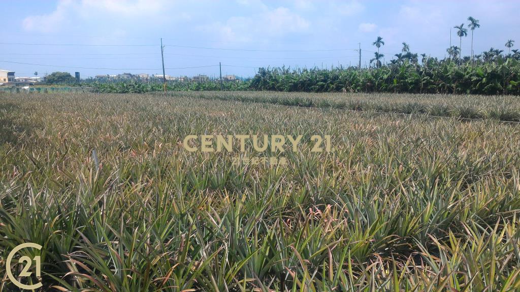 屏東高樹環山優農地