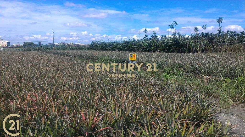 屏東高樹環山優農地