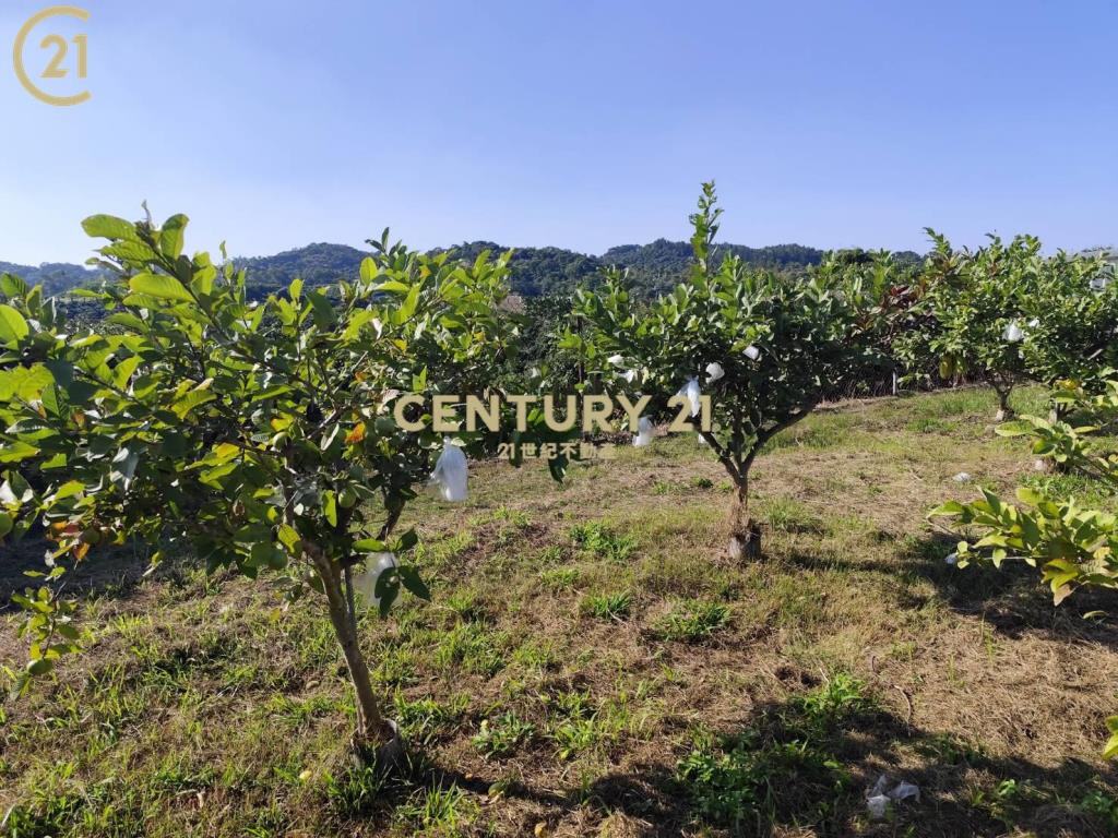 大樹景觀農地+農舍