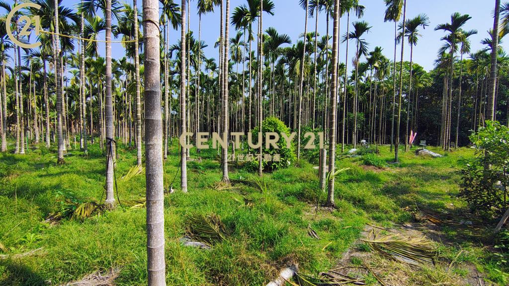 內埔資材室農地