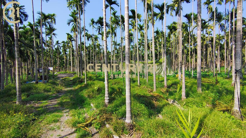 內埔資材室農地