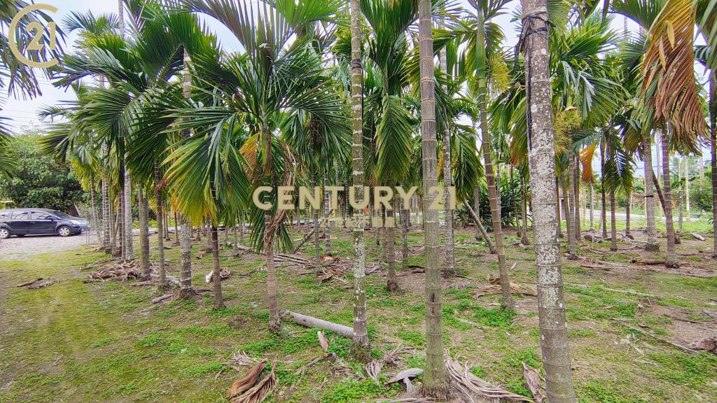 內埔科大便宜農地