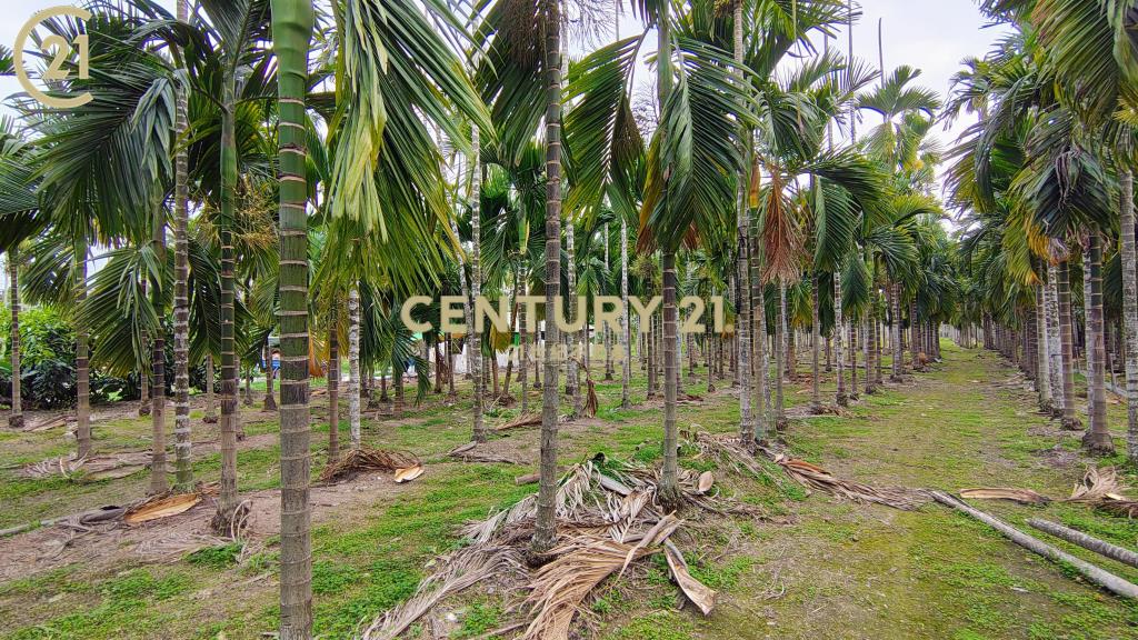 內埔科大便宜農地