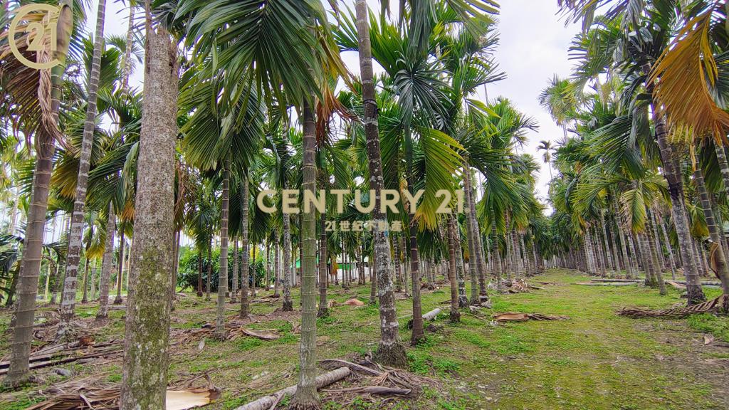 內埔科大便宜農地