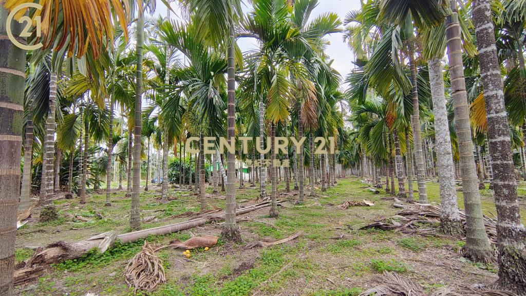 內埔科大便宜農地