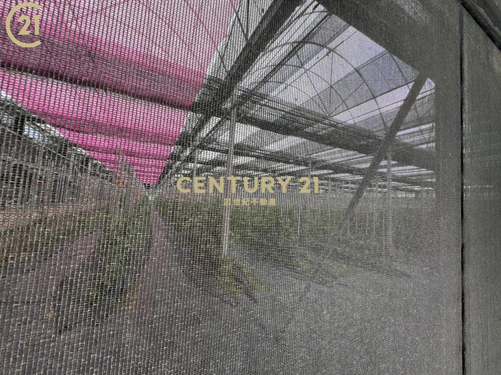 都計內溫室荖葉園農地-農市123