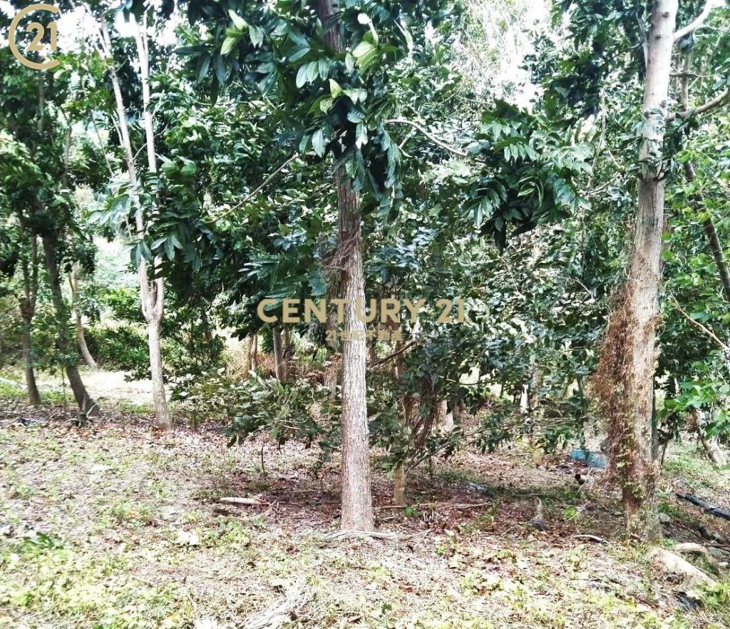 建和雙面路農地-農市133